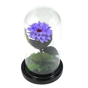 Dalia Criogenata mov in cupola de sticla, cu mesaj - Trandafir-Criogenat.ro