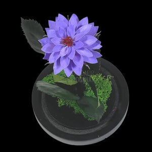 Dalia Criogenata mov in cupola de sticla, cu mesaj - Trandafir-Criogenat.ro