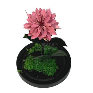 Dalia Criogenata mov-pudrat in cupola de sticla, cu mesaj - Trandafir-Criogenat.ro