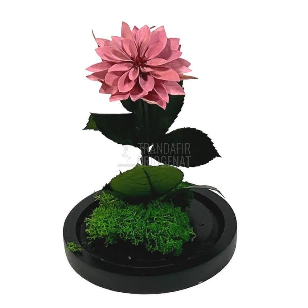 Dalia Criogenata mov-pudrat in cupola de sticla, cu mesaj - Trandafir-Criogenat.ro