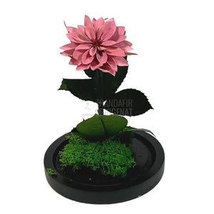 Dalia Criogenata mov-pudrat in cupola de sticla, cu mesaj - Trandafir-Criogenat.ro