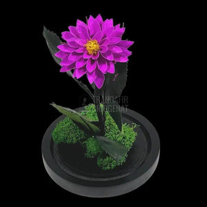 Dalia Criogenata purpuriu in cupola de sticla, cu mesaj - Trandafir-Criogenat.ro