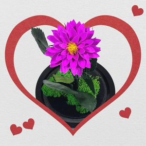 Dalia Criogenata purpuriu in cupola de sticla, cu mesaj - Trandafir-Criogenat.ro