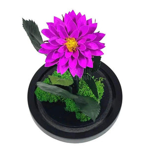 Dalia Criogenata purpuriu in cupola de sticla, cu mesaj - Trandafir-Criogenat.ro