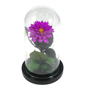 Dalia Criogenata purpuriu in cupola de sticla, cu mesaj - Trandafir-Criogenat.ro