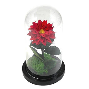 Dalia Criogenata rosie in cupola de sticla, cu mesaj - Trandafir-Criogenat.ro