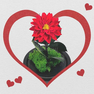 Dalia Criogenata rosie in cupola de sticla, cu mesaj - Trandafir-Criogenat.ro