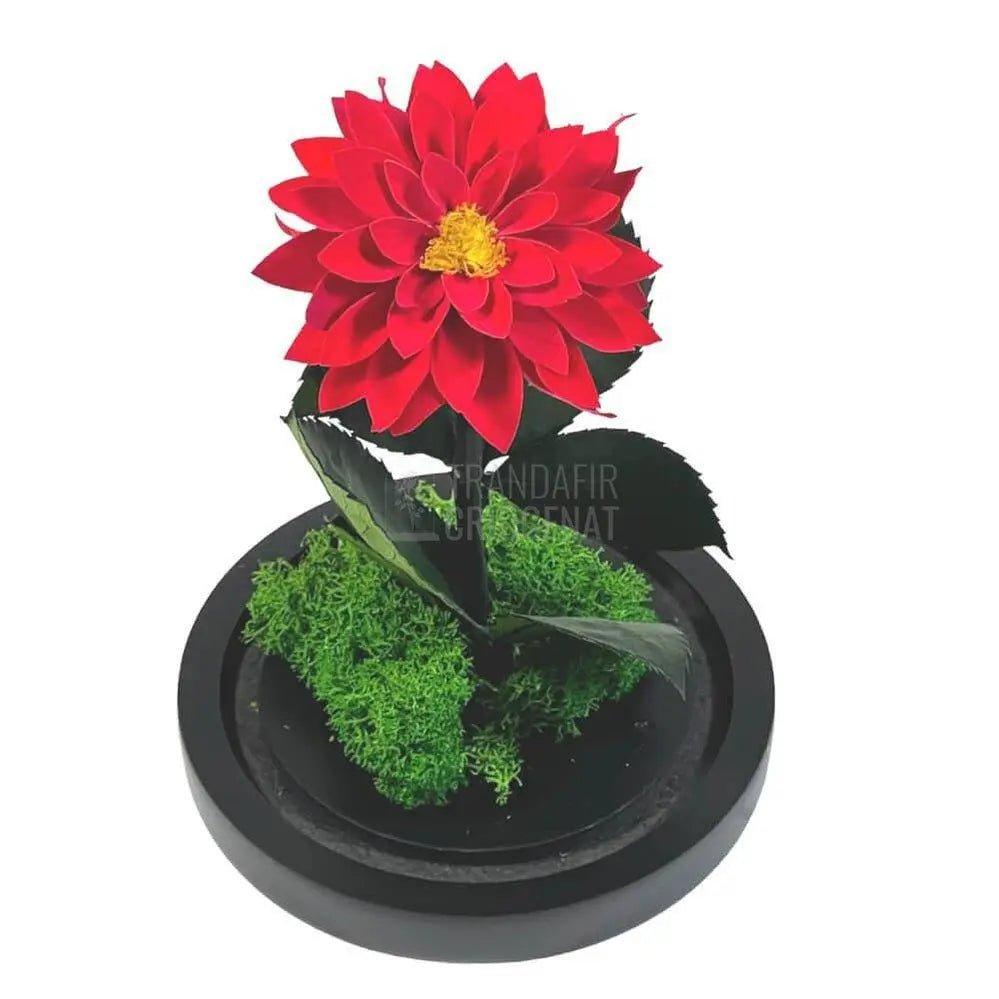 Dalia Criogenata rosie in cupola de sticla, cu mesaj - Trandafir-Criogenat.ro