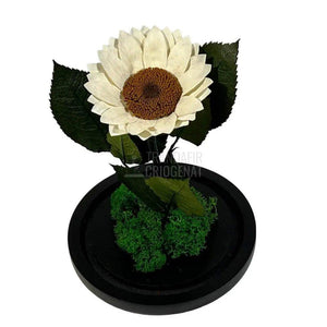 Floarea Soarelui Criogenata alba Ø10-12cm in cupola de sticla - Trandafir-Criogenat.ro