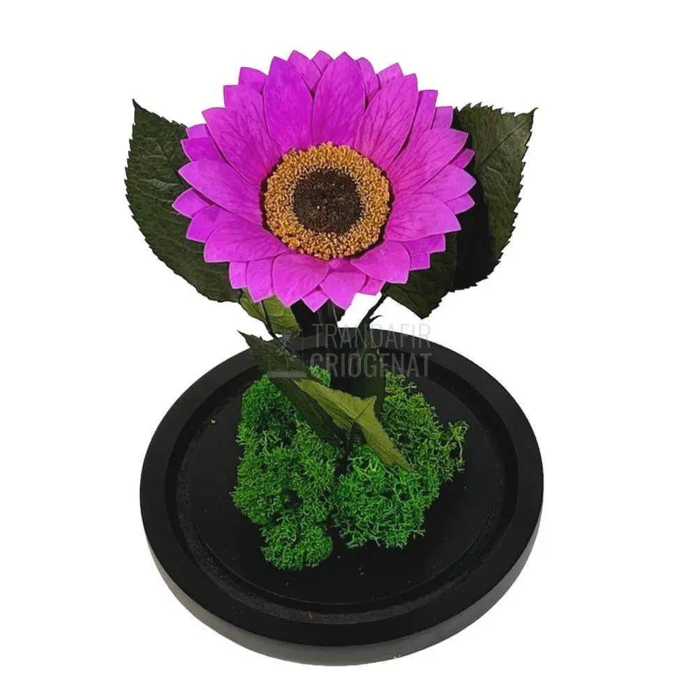 Floarea Soarelui Criogenata mov Ø10-12cm in cupola sticla - Trandafir-Criogenat.ro