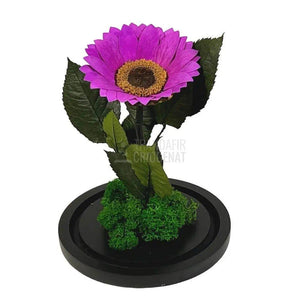 Floarea Soarelui Criogenata mov Ø10-12cm in cupola sticla - Trandafir-Criogenat.ro