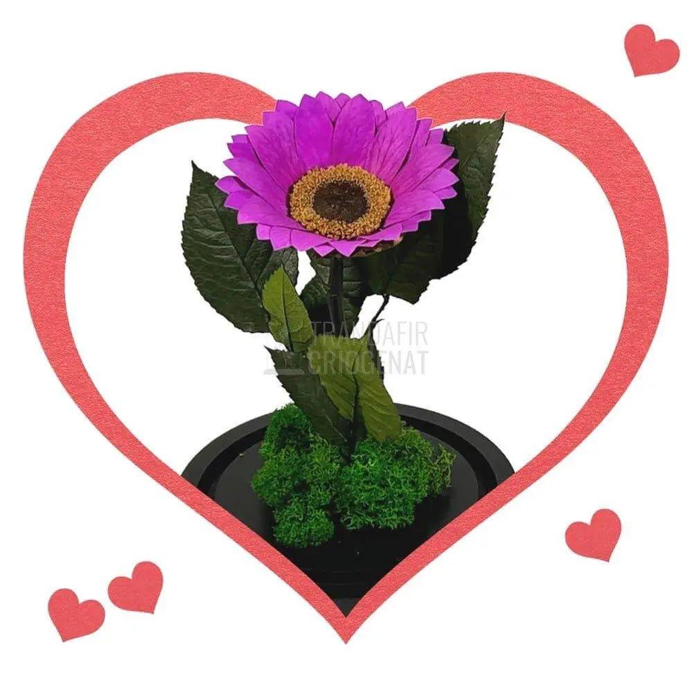 Floarea Soarelui Criogenata mov Ø10-12cm in cupola sticla - Trandafir-Criogenat.ro