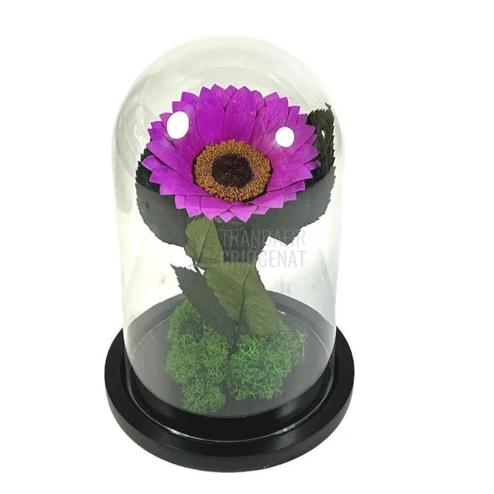 Floarea Soarelui Criogenata mov Ø10-12cm in cupola sticla - Trandafir-Criogenat.ro