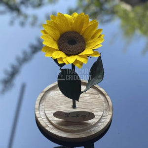 Floarea Soarelui Criogenata Ø10-12cm in cupola 15x25cm - Trandafir-Criogenat.ro