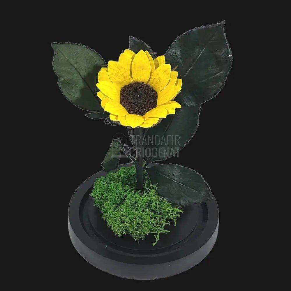 Floarea Soarelui Criogenata Ø6cm in cupola sticla 10x20cm - Trandafir-Criogenat.ro