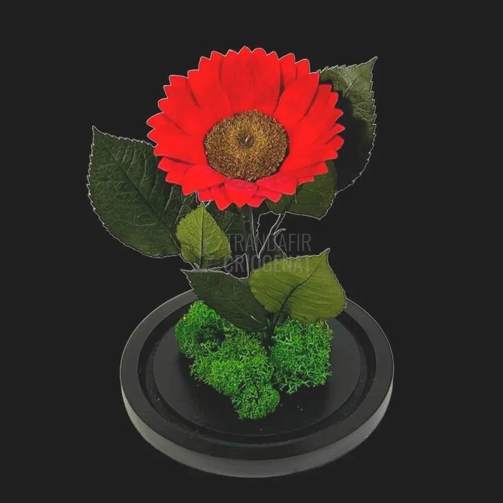 Floarea Soarelui Criogenata rosie Ø10-12cm in cupola sticla - Trandafir-Criogenat.ro