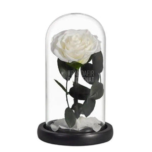 Trandafir Criogenat alb bella Ø8cm in cupola 10x20cm - Trandafir-Criogenat.ro