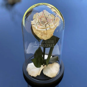 Trandafir Criogenat alb festival Ø6,5cm in cupola 10x20cm - Trandafir-Criogenat.ro