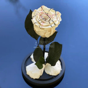 Trandafir Criogenat alb festival Ø6,5cm in cupola 10x20cm - Trandafir-Criogenat.ro