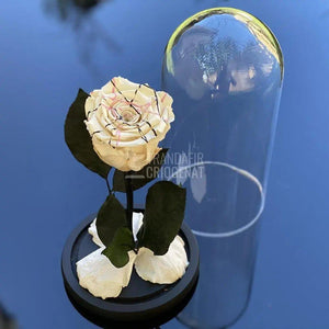 Trandafir Criogenat alb festival Ø6,5cm in cupola 10x20cm - Trandafir-Criogenat.ro