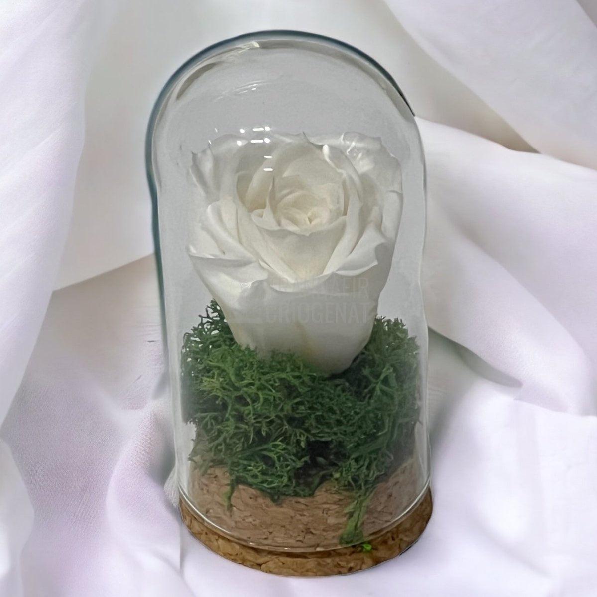 Trandafir Criogenat alb in cupola sticla 5x9,5cm (marturie) - Trandafir-Criogenat.ro