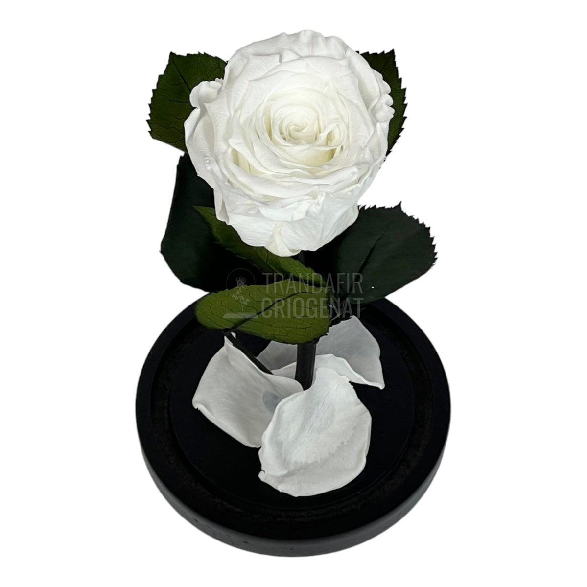 Trandafir Criogenat alb Ø6,5cm in cupola de sticla 10x20cm - Trandafir-Criogenat.ro