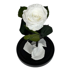 Trandafir Criogenat alb Ø6,5cm in cupola de sticla 10x20cm - Trandafir-Criogenat.ro