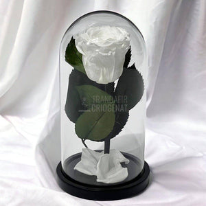 Trandafir Criogenat alb Ø6,5cm in cupola de sticla 10x20cm - Trandafir-Criogenat.ro