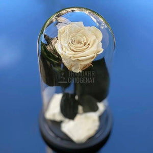 Trandafir Criogenat alb Ø6,5cm in cupola de sticla - Trandafir-Criogenat.ro