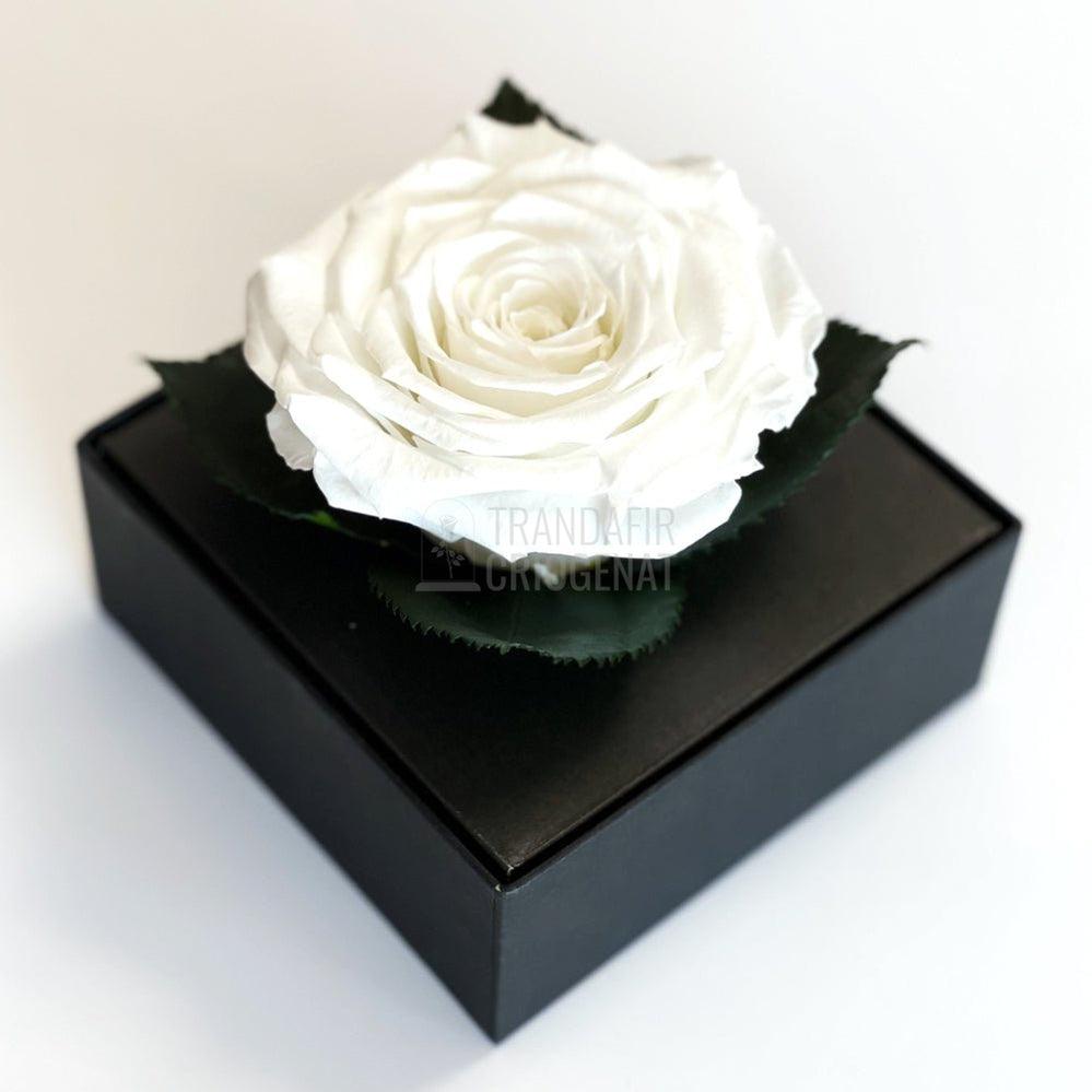 Trandafir Criogenat alb Ø7-8cm in cutie cadou 10x10x11cm - Trandafir-Criogenat.ro