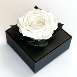 Trandafir Criogenat alb Ø7-8cm in cutie cadou 10x10x11cm - Trandafir-Criogenat.ro
