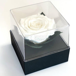 Trandafir Criogenat alb Ø7-8cm in cutie cadou 10x10x11cm - Trandafir-Criogenat.ro