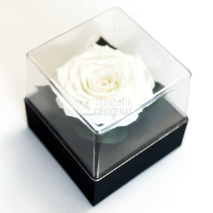 Trandafir Criogenat alb Ø7-8cm in cutie cadou 10x10x11cm - Trandafir-Criogenat.ro