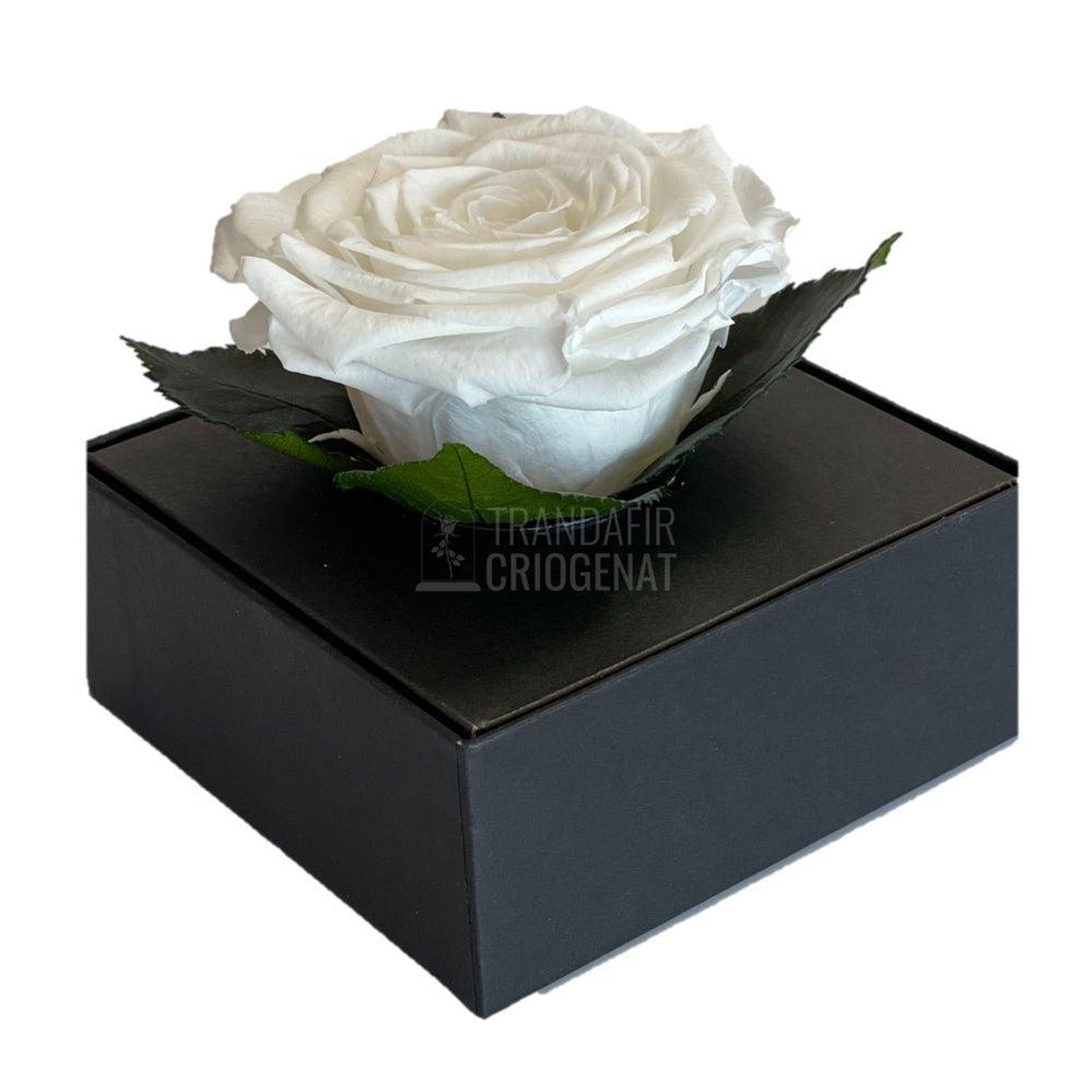 Trandafir Criogenat alb Ø7-8cm in cutie cadou 10x10x11cm - Trandafir-Criogenat.ro