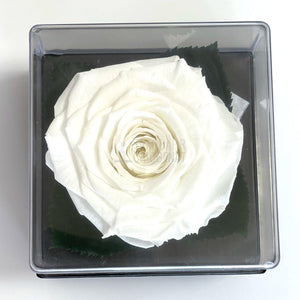 Trandafir Criogenat alb Ø7-8cm in cutie cadou 10x10x11cm - Trandafir-Criogenat.ro