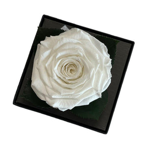 Trandafir Criogenat alb Ø7-8cm in cutie cadou 10x10x11cm - Trandafir-Criogenat.ro