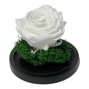 Trandafir Criogenat alb Ø8cm in cupola de sticla 10x15cm - Trandafir-Criogenat.ro