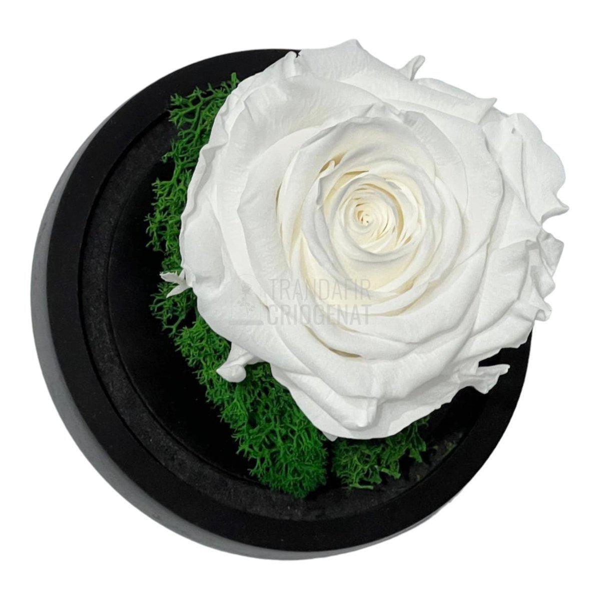 Trandafir Criogenat alb Ø8cm in cupola de sticla 10x15cm - Trandafir-Criogenat.ro