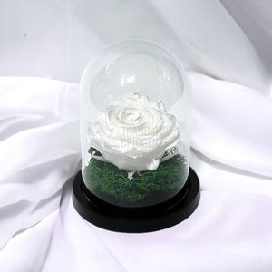 Trandafir Criogenat alb Ø8cm in cupola de sticla 10x15cm - Trandafir-Criogenat.ro