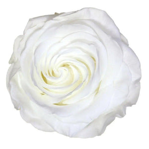 Trandafir Criogenat alb Ø8cm in cupola de sticla 12x25cm - Trandafir-Criogenat.ro