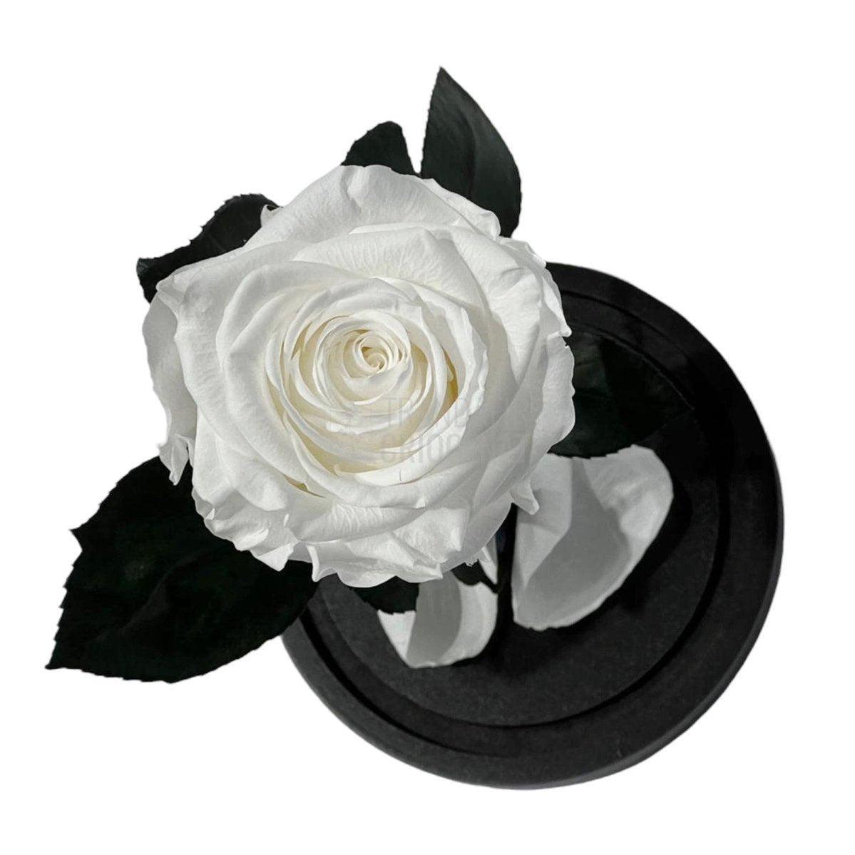 Trandafir Criogenat alb Ø8cm in cupola de sticla, cu mesaj - Trandafir-Criogenat.ro