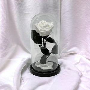 Trandafir Criogenat alb Ø8cm in cupola de sticla, cu mesaj - Trandafir-Criogenat.ro