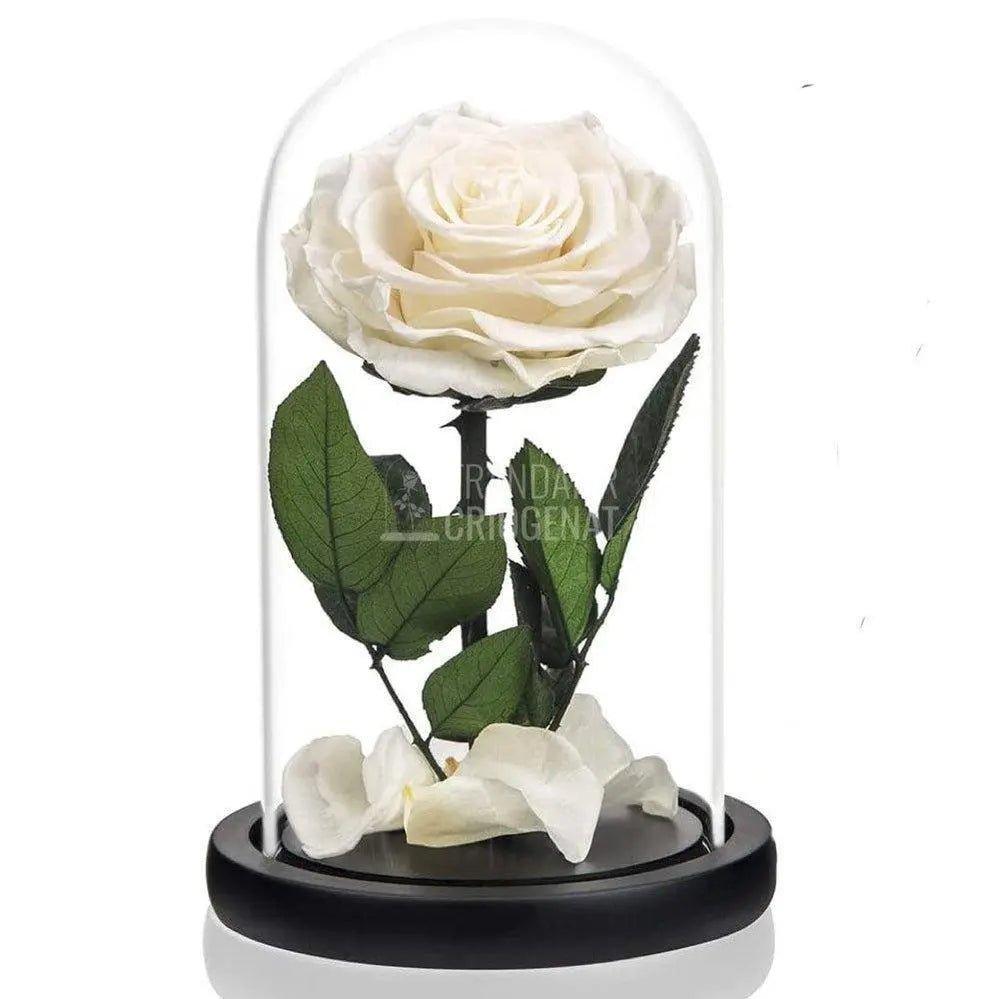 Trandafir Criogenat alb premium Ø8cm in cupola 12x25cm - Trandafir-Criogenat.ro
