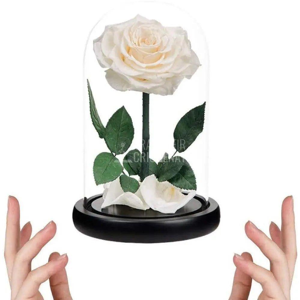 Trandafir Criogenat alb premium Ø8cm in cupola 12x25cm - Trandafir-Criogenat.ro