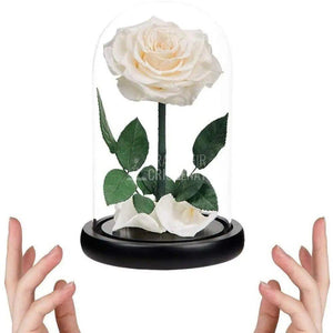 Trandafir Criogenat alb premium Ø8cm in cupola 12x25cm - Trandafir-Criogenat.ro