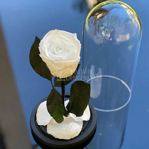 Trandafir Criogenat alb pur Ø6,5cm in cupola 12x25cm - Trandafir-Criogenat.ro