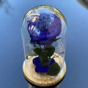 Trandafir Criogenat albastru_1 Ø9,5cm in cupola 12x25cm - Trandafir-Criogenat.ro