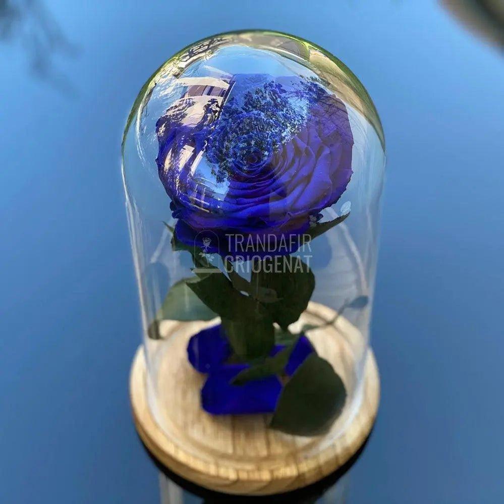 Trandafir Criogenat albastru_1 Ø9,5cm in cupola sticla - Trandafir-Criogenat.ro