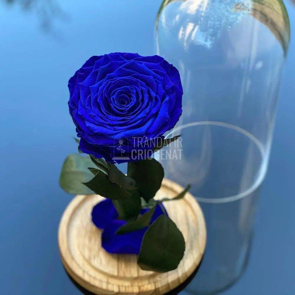 Trandafir Criogenat albastru_1 Ø9,5cm in cupola sticla - Trandafir-Criogenat.ro