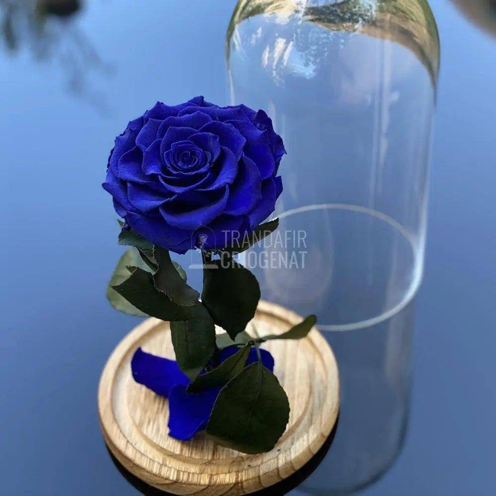 Trandafir Criogenat albastru_2 Ø9,5cm in cupola 12x25cm - Trandafir-Criogenat.ro